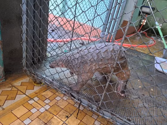  Cá thể Tê tê Java