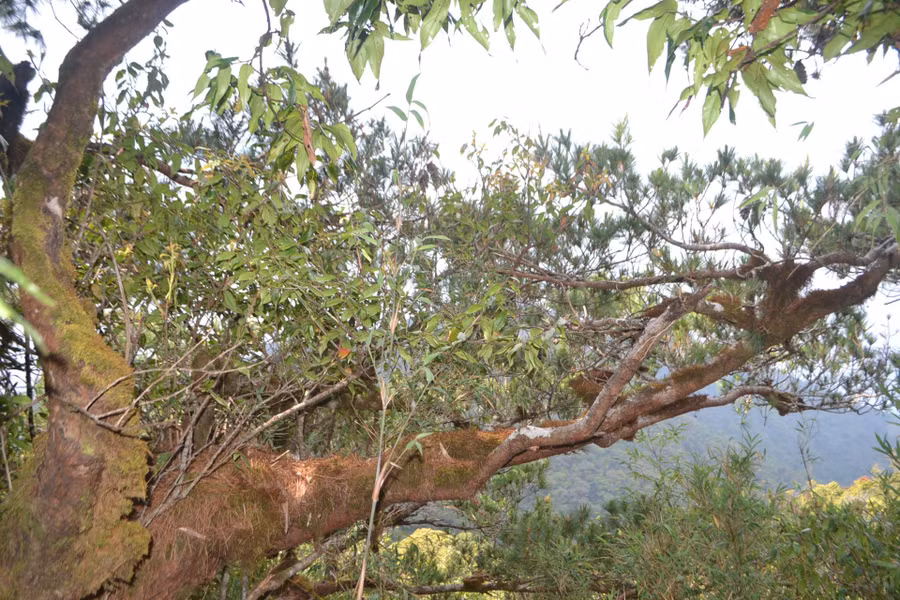 Đại lão thông ôm rừng đỗ quyên trên đỉnh Ngọc Linh.