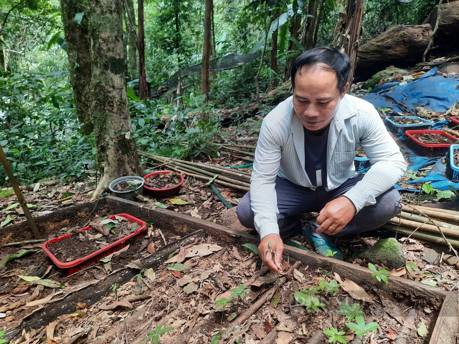 Trong năm 2022, tỉnh Kon Tum đã trồng mới được 13ha sâm Ngọc Linh. Ảnh: H.L
