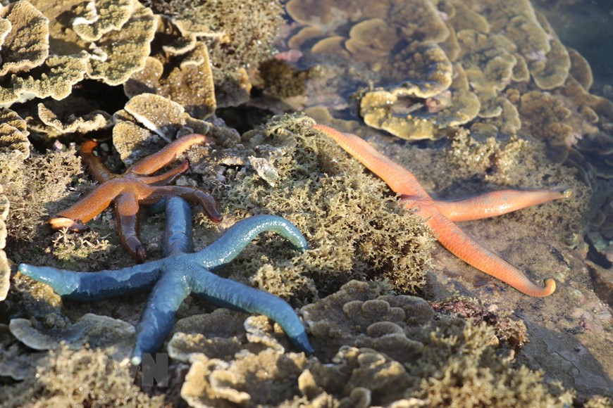 Những rạn san hô là nơi trú ngự của nhiều loại sinh vật biển nhỏ. (Ảnh: Phạm Cường/TTXVN)  Những rạn san hô là nơi trú ngự của nhiều loại sinh vật biển nhỏ. (Ảnh: Phạm Cường/TTXVN)