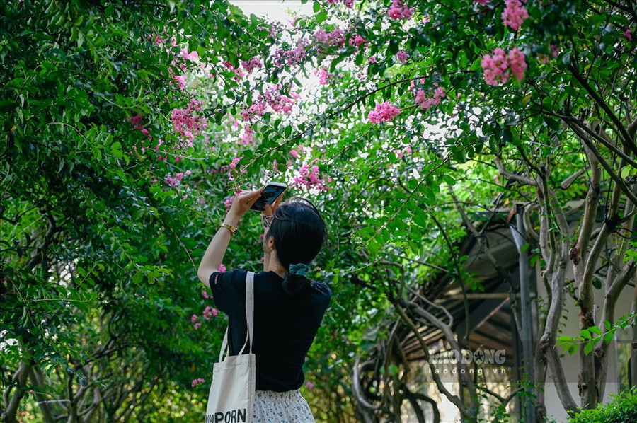 Nếu là người yêu hoa chắc hẳn sẽ biết câu chuyện về Hoa tường vi, kể rằng có nàng công chúa tên Tường Vy đã gieo mình xuống thác nước vì quá thương nhớ người chồng, cũng là ân nhân đã cứu nàng khi mắc bạo bệnh. Ở bên dòng thác đó đã mọc lên một loài hoa có màu hồng thắm. Người ta miêu tả hoa tường vi có vẻ đẹp kiêu sa, đằm thắm nhưng luôn tạo cho người ngắm cảm giác bông hoa đó đang buồn...