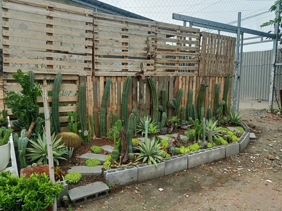  Chị Phương trưng bày đẹp mắt các dòng cây kiểng xương rồng. Ảnh: T.Đ