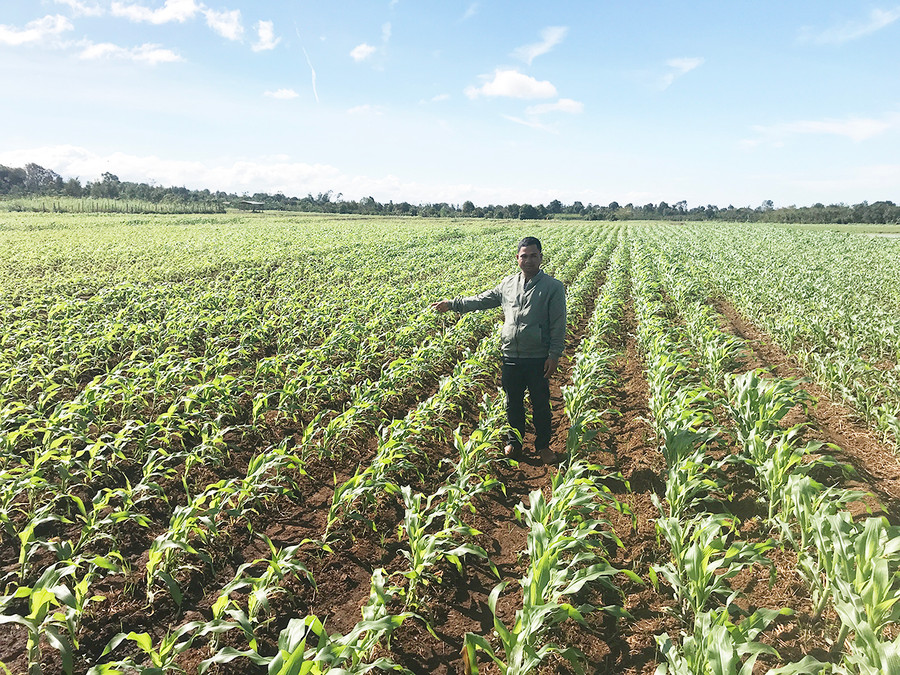 Bắp sinh khối trên cánh đồng làng Amo. Ảnh: Nguyễn Hồng