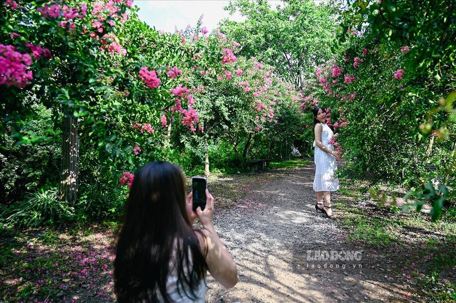 Chị Lê Thị Hà (Tả Thanh Oai, Hà Nội) vui vẻ chia sẻ rằng nếu là người yêu thích chụp ảnh với hoa thì chắc chắn không thể bỏ qua con đường hoa lãng mạn chẳng khác gì những con đường tình yêu ở Hàn Quốc này.