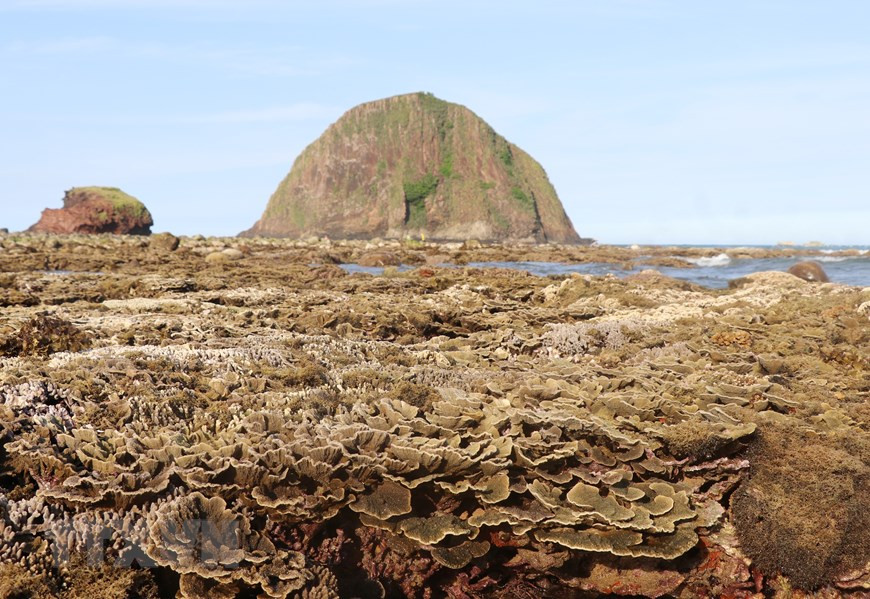 San hô hình thành trên trầm tích núi lửa phần lớn là loại san hô cứng. (Ảnh: Phạm Cường/TTXVN)  San hô hình thành trên trầm tích núi lửa phần lớn là loại san hô cứng. (Ảnh: Phạm Cường/TTXVN)