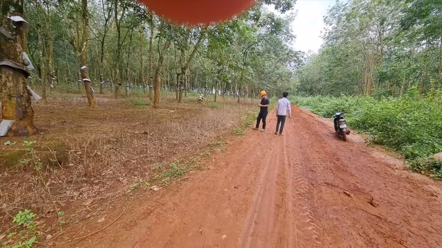 Một góc lô cao su, nơi cháu Y.N.N. bị tẩm xăng đốt chân. Ảnh: T.X