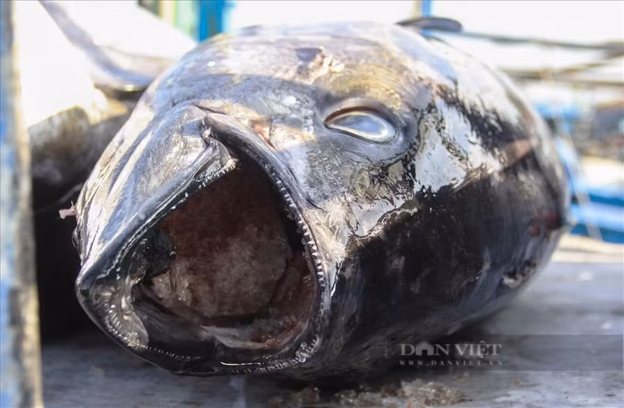 Cá ngừ đại dương có trọng lượng trung bình hàng chục kg mỗi con, thậm chí có con nặng hàng trăm kg. Ảnh: TB.