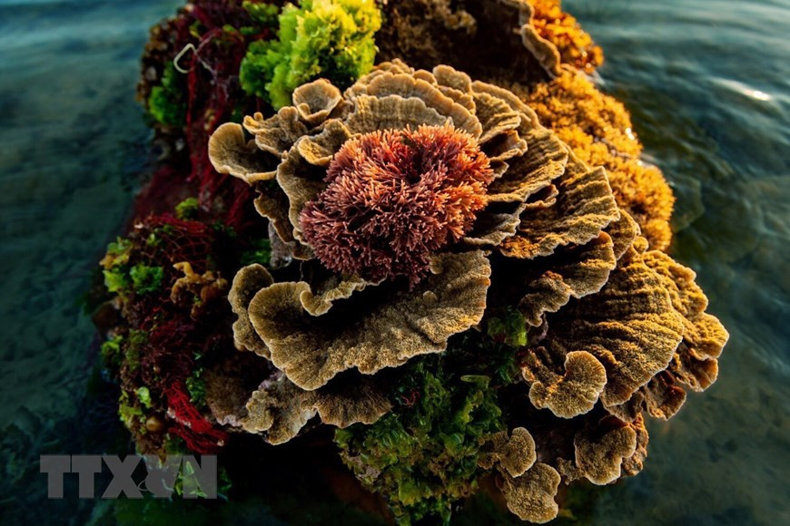 Khi thủy triều rút, san hô Hòn Yến lộ thiên với nhiều màu sắc đẹp như những đóa hoa. (Ảnh: TTXVN phát) Khi thủy triều rút, san hô Hòn Yến lộ thiên với nhiều màu sắc đẹp như những đóa hoa. (Ảnh: TTXVN phát)