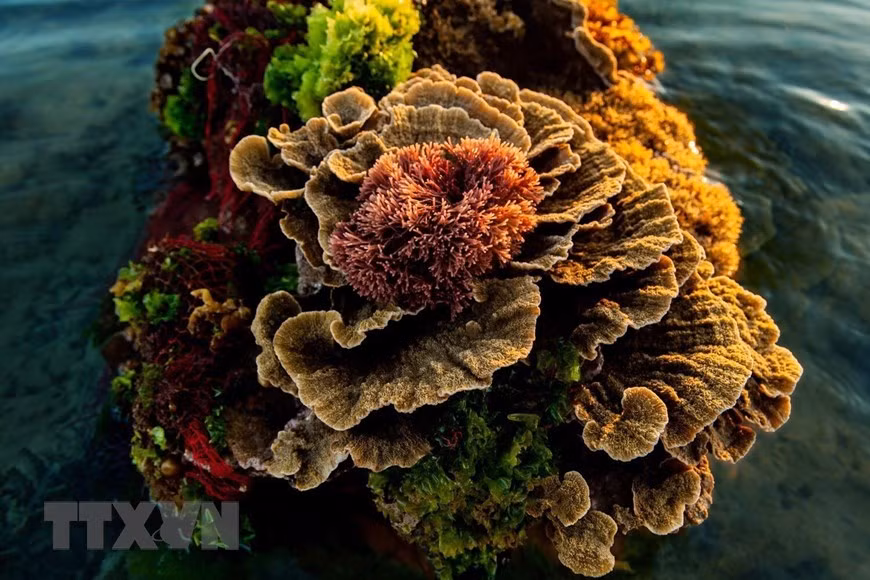 Khi thủy triều rút, san hô Hòn Yến lộ thiên với nhiều màu sắc đẹp như những đóa hoa. (Ảnh: TTXVN phát)
