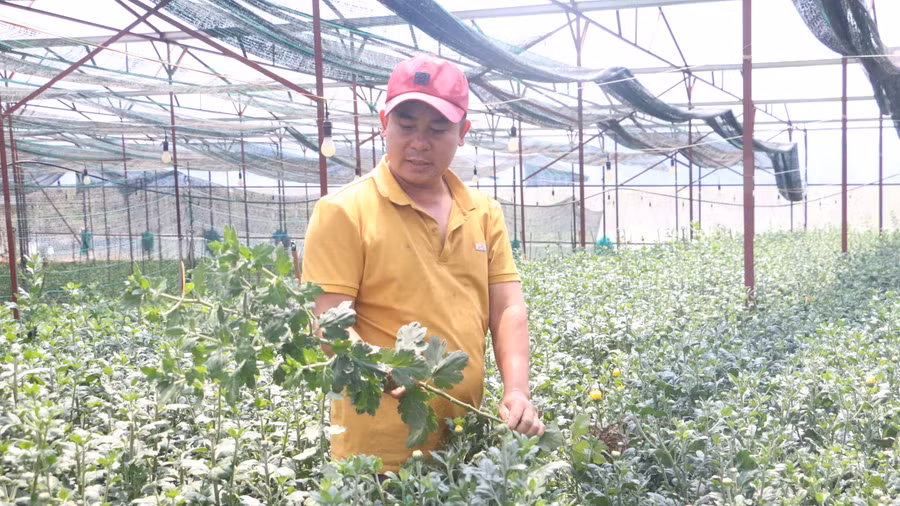 Anh Võ Văn Luân (thôn 4, xã Ia Hlốp) trồng hoa trong nhà màng cho thu nhập 300-400 triệu đồng/sào/năm. Ảnh: Quang Tấn