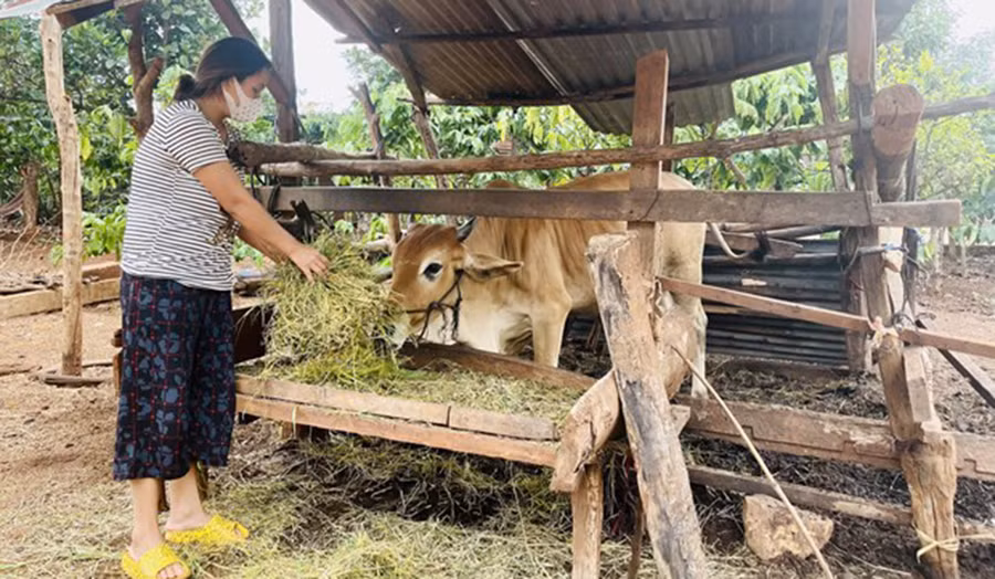  Được sự quan tâm của các cấp chính quyền, gia đình chị Hnăp, hộ nghèo ở xã Glar, huyện Đak Đoa được trao tặng một con bò cái sinh sản. Ảnh: Hồng Điệp 