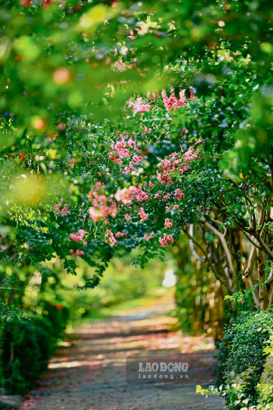 Con đường hoa tường vi đặc biệt này dài hơn 200m, được tạo nên bởi 100 gốc tường vi có tuổi đời từ 13 - 15 năm tuổi. Không gian xanh mát xen lẫn những đóa tường vi hồng đã tạo nên một địa điểm check-in tuyệt vời, thu hút hàng trăm người mỗi ngày.