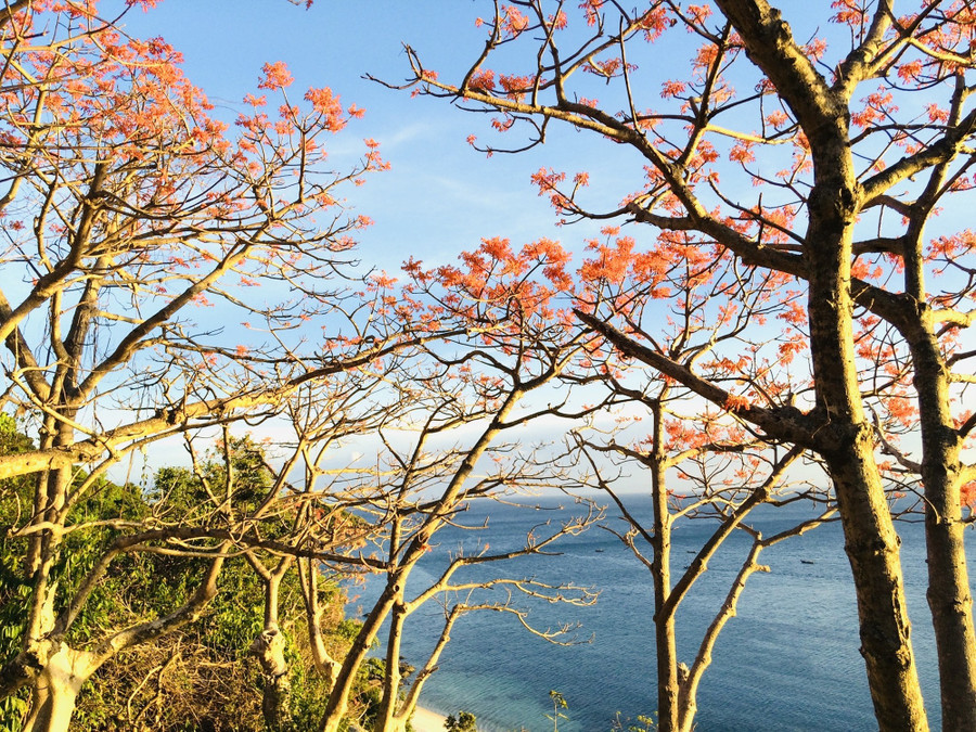 Hoa ngô đồng đỏ ở Cù Lao Chàm đương vào mùa nở rộ. Ảnh: P.Q