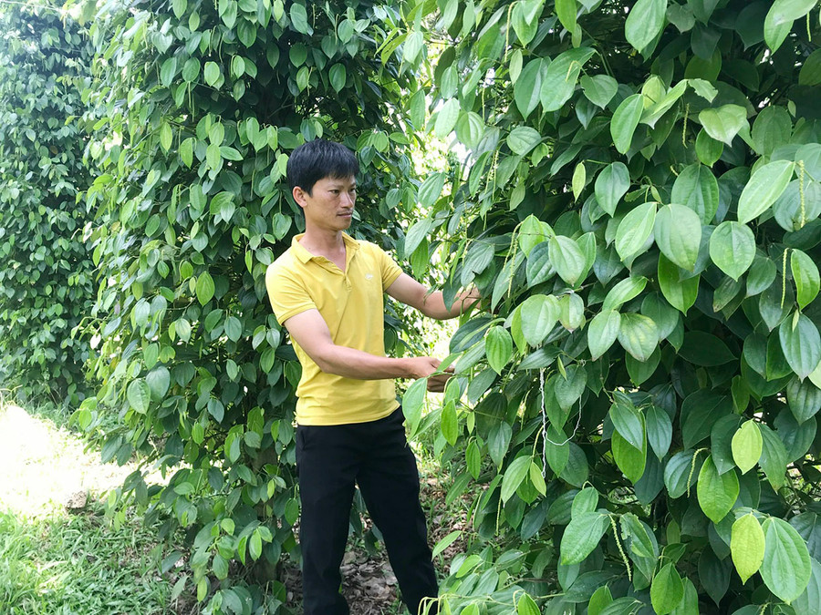  Nông dân xã Nam Yang (huyện Đak Đoa) sản xuất hồ tiêu theo hướng hữu cơ. Ảnh: Nguyễn Hồng