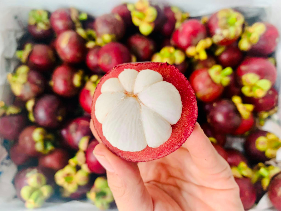 Quả măng cụt có nhiều tác dụng đối với sức khỏe. Ảnh Phương Vi