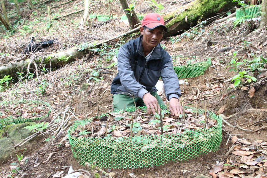 Sâm Ngọc Linh chết hàng loạt do nấm, mưa đá. Ảnh: Đức Nhật