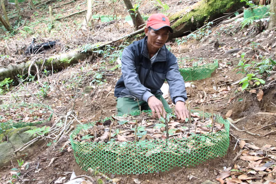 Sâm Ngọc Linh chết hàng loạt do nấm, mưa đá. Ảnh: Đức Nhật