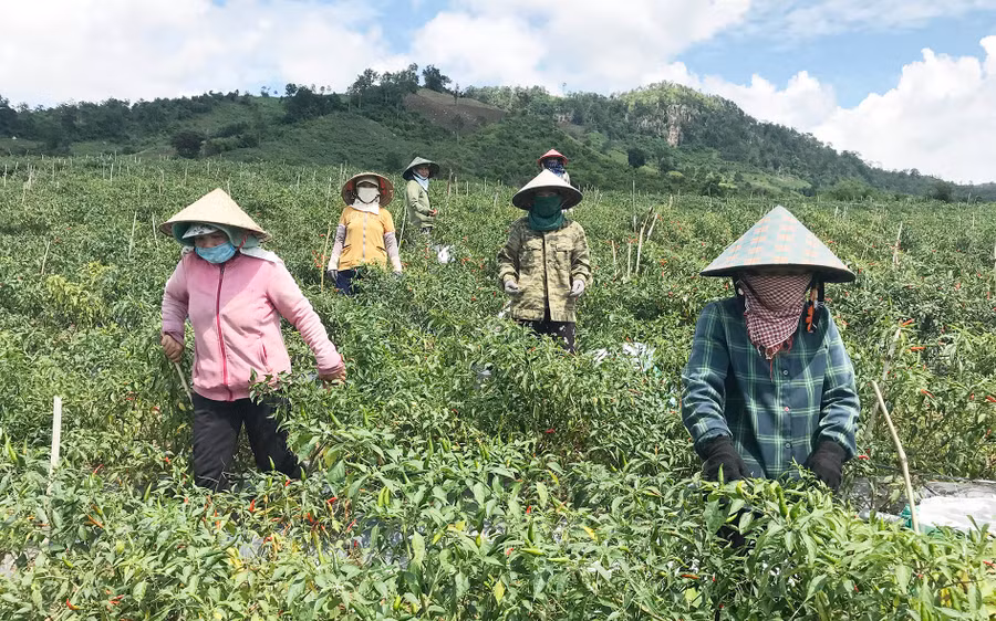 Nông dân Đak Pơ thu hoạch ớt. Ảnh: Nguyễn Diệp