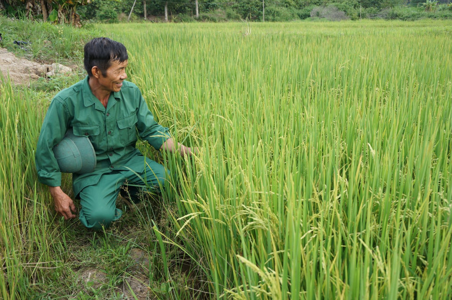 Ông Thìn chăm sóc giống lúa ST24. Ảnh: TT