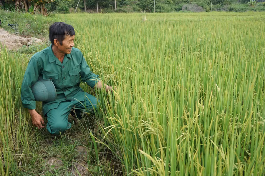 Ông Thìn chăm sóc giống lúa ST24. Ảnh: TT