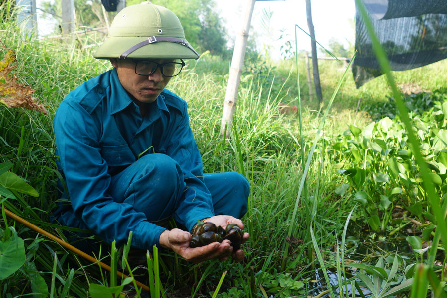 Nuôi ốc bươu đen giúp anh Sỹ có thu nhập khá. Ảnh: Phạm Đức Nuôi ốc bươu đen giúp anh Sỹ có thu nhập khá. Ảnh: Phạm Đức