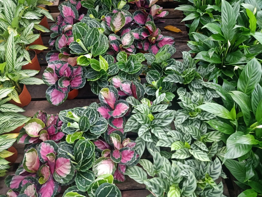 Theo chị Phượng, hiện tại kiểng lá là mặt hàng tiềm năng, nhiều khách ưa chuộng. Ảnh: NVCC