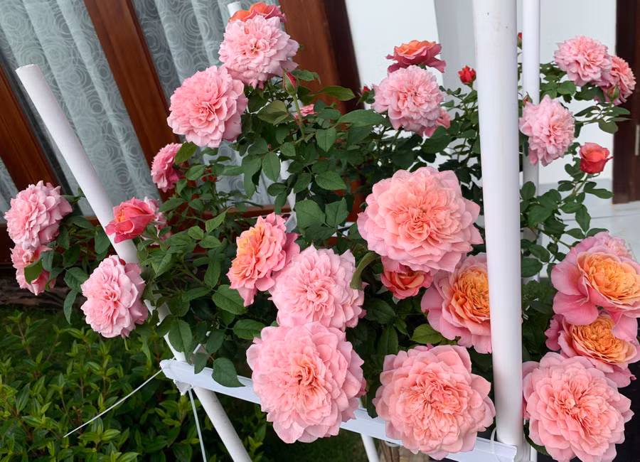 Những bông hồng khoe sắc trong vườn nhà chị Trang đẹp đến khó cưỡng. Ảnh:NVCC