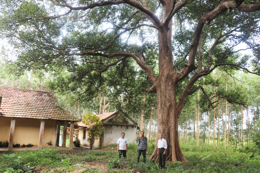 Cây kơ nia sừng sững, xòe tán rộng tạo không gian linh thiêng cho ngôi đình An Mỹ (xã Phú An, huyện Đak Pơ). Ảnh: Ngọc Minh