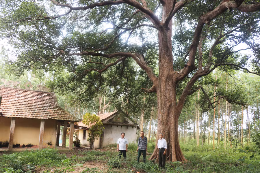 Cây kơ nia sừng sững, xòe tán rộng tạo không gian linh thiêng cho ngôi đình An Mỹ (xã Phú An, huyện Đak Pơ). Ảnh: Ngọc Minh