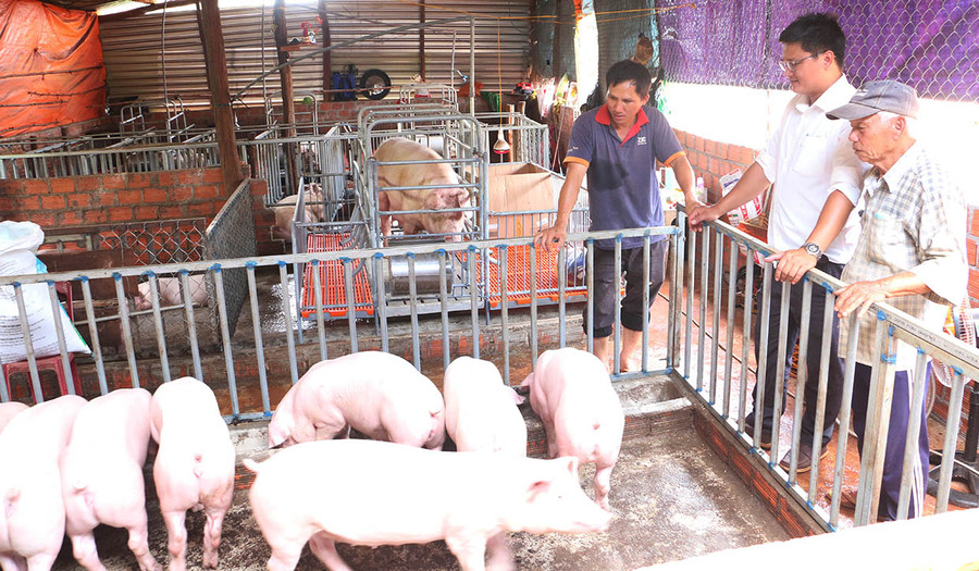 Người chăn nuôi kỳ vọng giá heo tiếp tục tăng và ổn định ở mức cao trong những tháng cuối năm. Ảnh: Quang Tấn