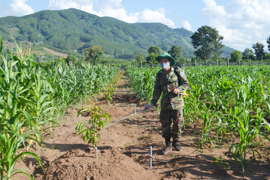  Trồng cây sầu riêng ở xã Đăk Pxi. Ảnh: VN