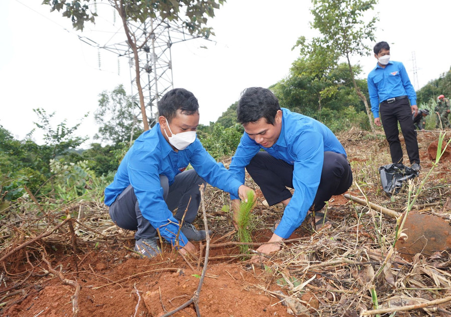 Đoàn viên, thanh niên trồng cây thông. Ảnh: TT