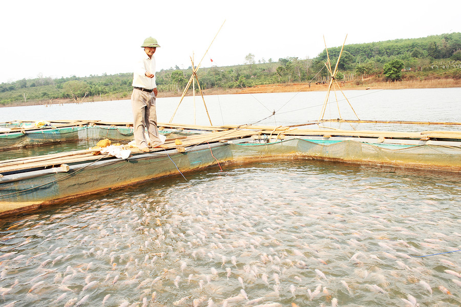 Cá diêu hồng nuôi trong lồng bè tại HTX Nông nghiệp và Dịch vụ Đak Krong (huyện Đak Đoa). Ảnh: Nguyễn Diệp