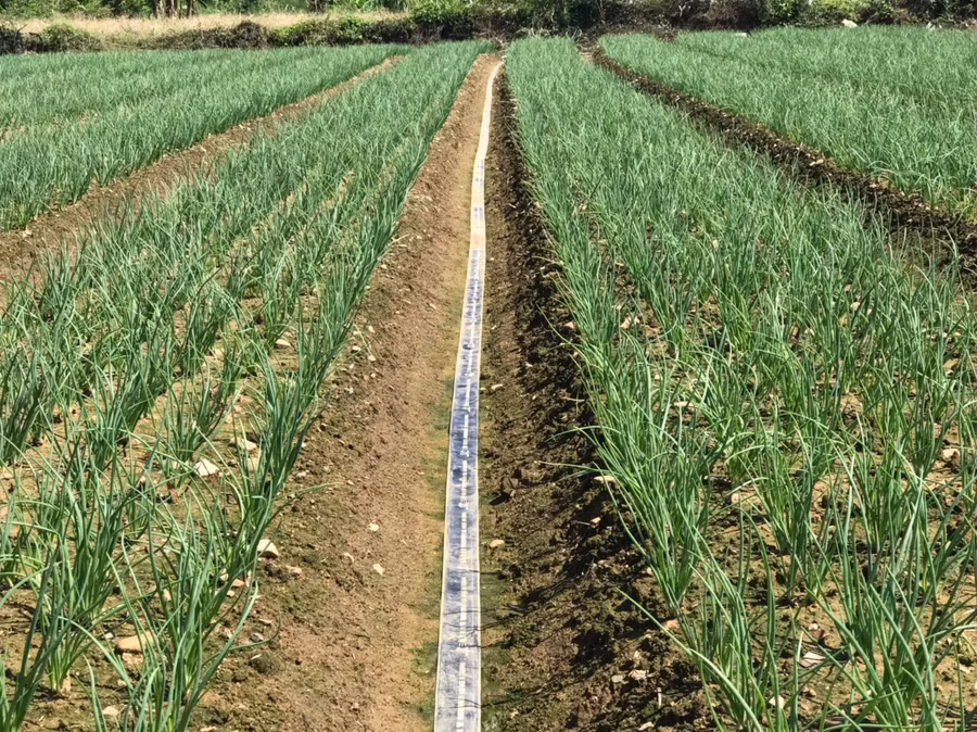 Cây hành sau khi trồng 12 ngày tại xã Hòa Kiến, thành phố Tuy Hòa, tỉnh Phú Yên.