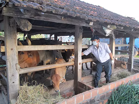 Kbang triển khai tiêm vắc xin cho đàn gia súc