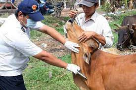Cử tri huyện Đức Cơ đề nghị UBND tỉnh quan tâm, bố trí kinh phí mua vắc xin phòng-chống bệnh lở mồm long móng để cấp cho các địa phương triển khai thực hiện. Ảnh minh họa Cử tri huyện Đức Cơ đề nghị UBND tỉnh quan tâm, bố trí kinh phí mua vắc xin phòng-chống bệnh lở mồm long móng để cấp cho các địa phương triển khai thực hiện.