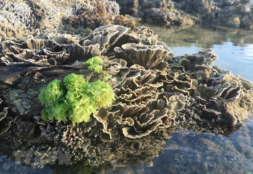 Những bông hoa san hô hình thành trên trầm tích núi lửa ở Hòn Yến. (Ảnh: Phạm Cường/TTXVN) Những bông hoa san hô hình thành trên trầm tích núi lửa ở Hòn Yến. (Ảnh: Phạm Cường/TTXVN)