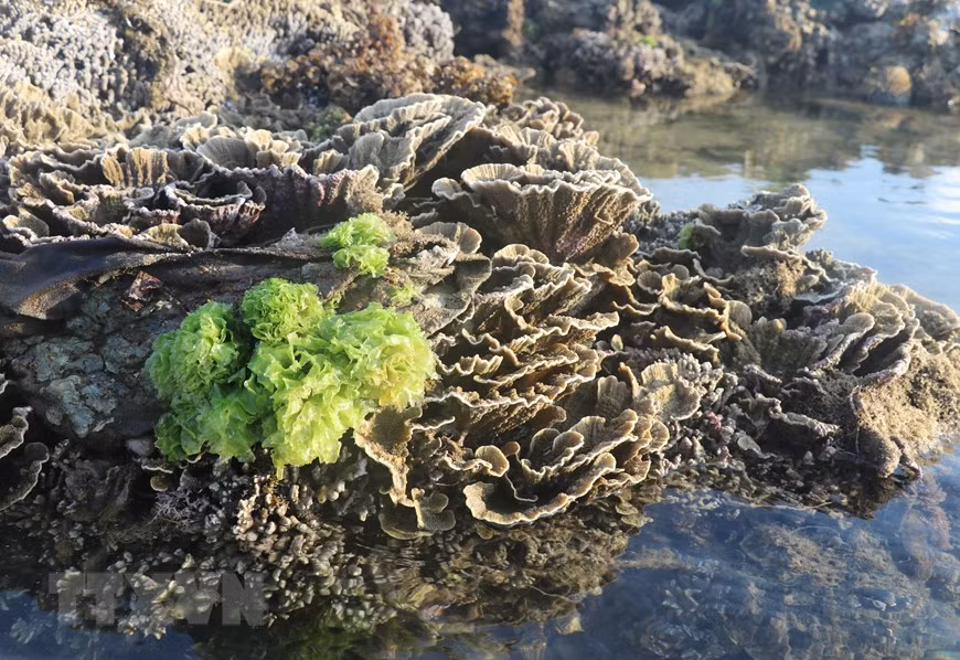 Những bông hoa san hô hình thành trên trầm tích núi lửa ở Hòn Yến. (Ảnh: Phạm Cường/TTXVN)