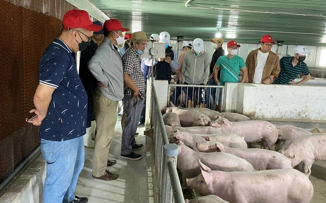 Ảnh minh họa (nguồn Internet)