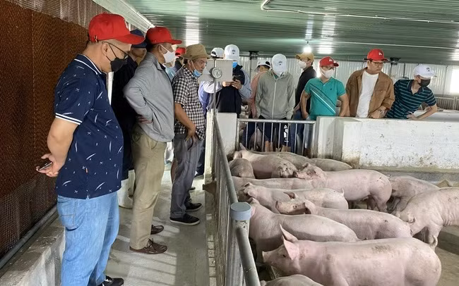 Ảnh minh họa (nguồn Internet)