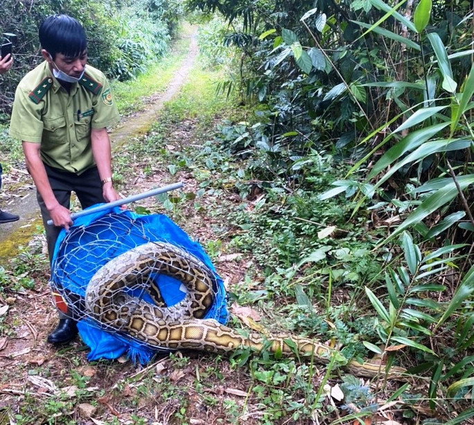 Lực lượng chức năng thả các loài động vật rừng bị săn bắt, nuôi nhốt trái phép về rừng