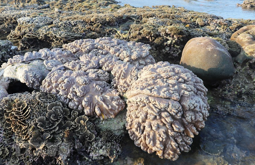 Những bãi san hô lộ thiên có hình thù rất đẹp và lạ. (Ảnh: Phạm Cường/TTXVN) Những bãi san hô lộ thiên có hình thù rất đẹp và lạ. (Ảnh: Phạm Cường/TTXVN)