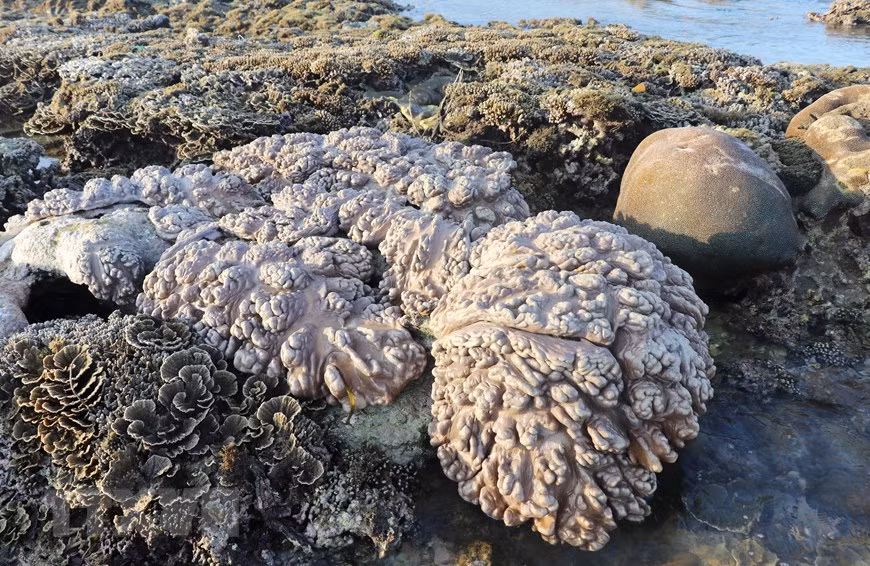 Những bãi san hô lộ thiên có hình thù rất đẹp và lạ. (Ảnh: Phạm Cường/TTXVN)