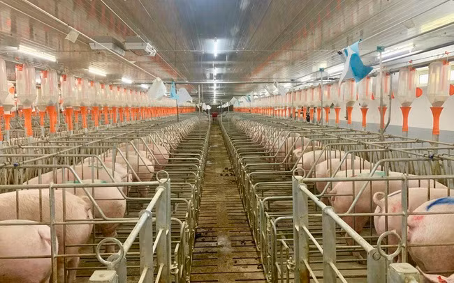 Giá heo hơi phục hồi trong tháng 6 giúp hoạt động sản xuất kinh doanh của nhiều doanh nghiệp khởi sắc. Ảnh: D.V