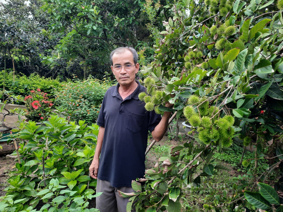 Thất bại với cây mì, ông Võ Duy Binh quyết định chuyển đổi sang trồng cây ăn trái và đầu tiên là cây chôm chôm. Ảnh: H.L