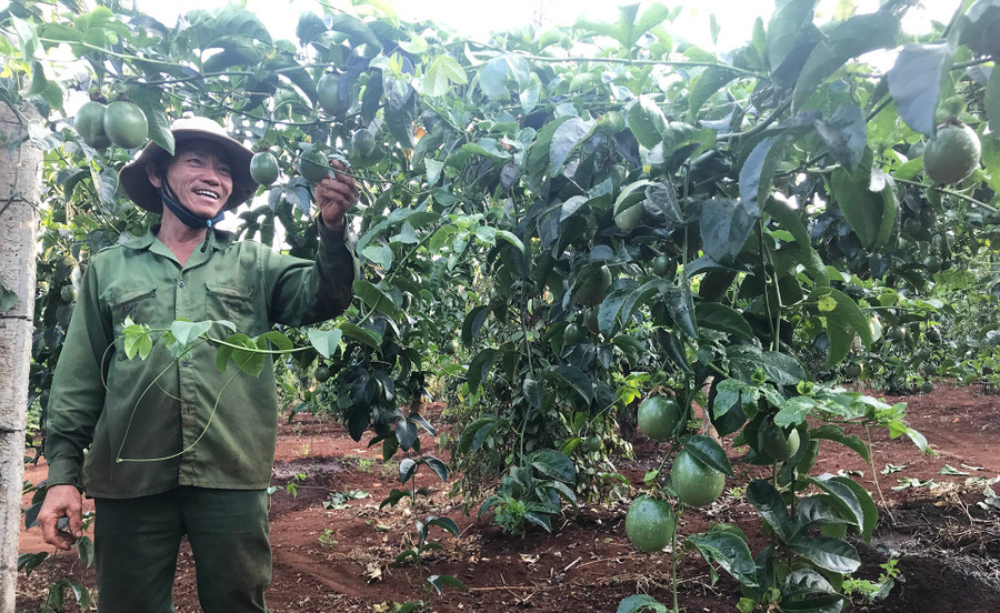 Chanh dây đang trở thành cây trồng chủ lực tại nhiều địa phương của tỉnh. Ảnh: Nguyễn Diệp  Chanh dây đang trở thành cây trồng chủ lực tại nhiều địa phương của tỉnh. Ảnh: Nguyễn Diệp