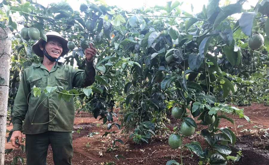  Chanh dây đang trở thành cây trồng chủ lực tại nhiều địa phương của tỉnh. Ảnh: Nguyễn Diệp