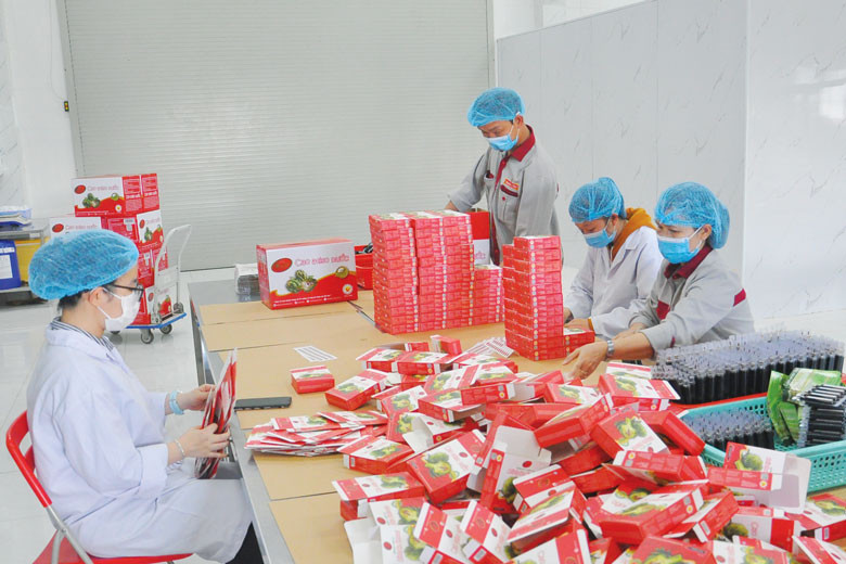 Đóng gói cao Atiso nước tại một doanh nghiệp vùng ven Đà Lạt. Ảnh nguồn Báo Lâm Đồng