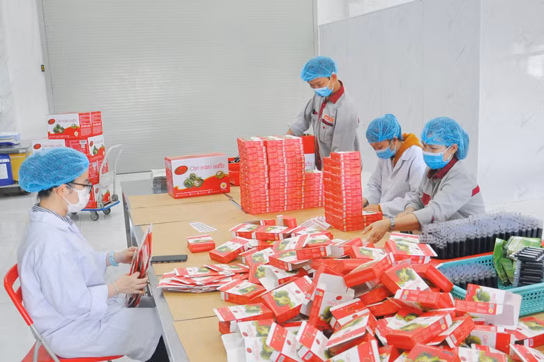 Đóng gói cao Atiso nước tại một doanh nghiệp vùng ven Đà Lạt. Ảnh nguồn Báo Lâm Đồng