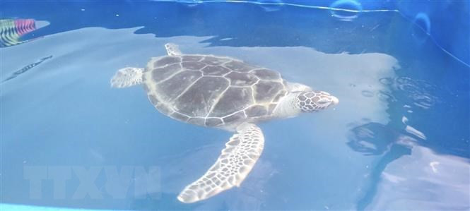 Cá thể rùa biển quý hiếm được bàn giao cho Trạm bảo tồn động vật hoang dã Dầu Tiếng, huyện Dầu Tiếng, tỉnh Bình Dương. (Ảnh: TTXVN phát) Cá thể rùa biển quý hiếm được bàn giao cho Trạm bảo tồn động vật hoang dã Dầu Tiếng, huyện Dầu Tiếng, tỉnh Bình Dương. (Ảnh: TTXVN phát)